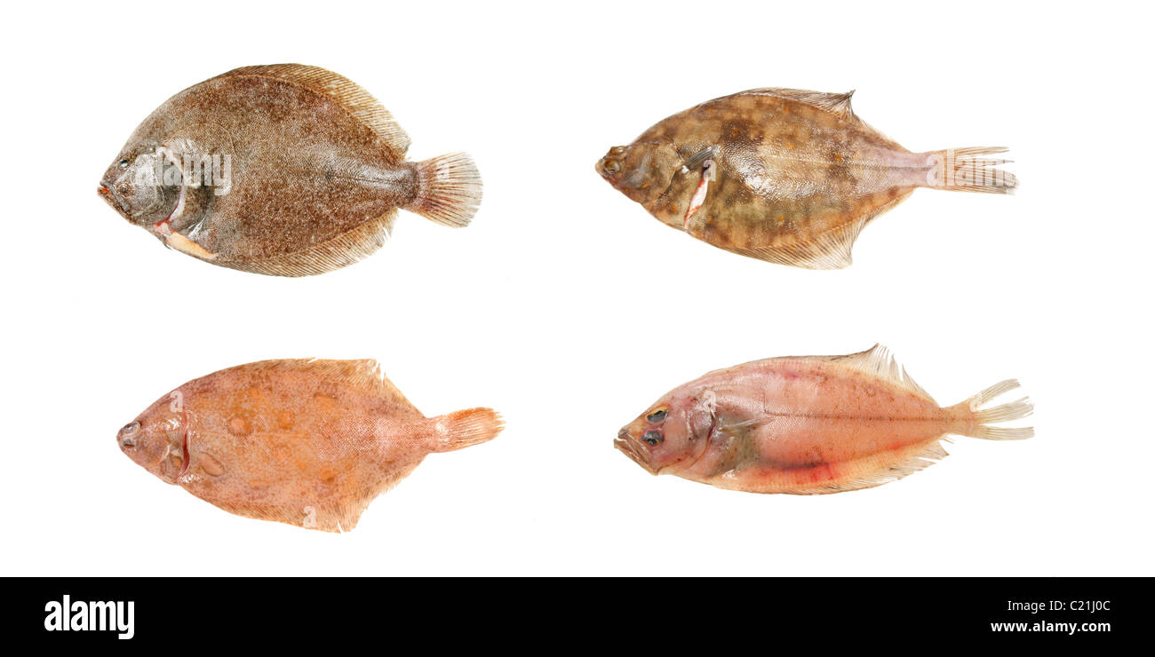 Il gruppo di quattro diversi pleuronettiformi Foto Stock
