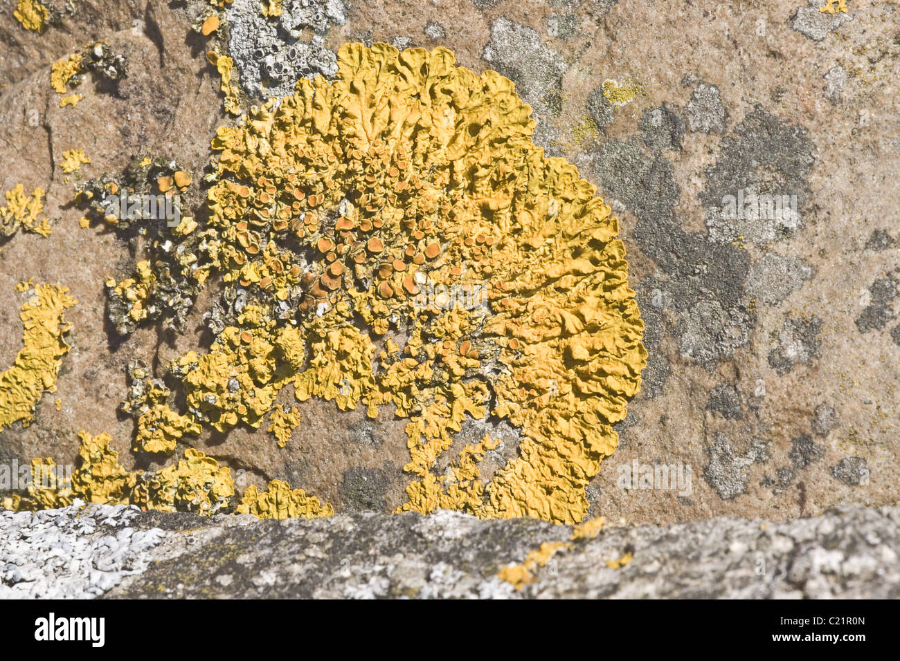 Xanthoria parietina comune lichene giallo che cresce su un muro di pietra a fianco di un'altra specie di licheni Foto Stock