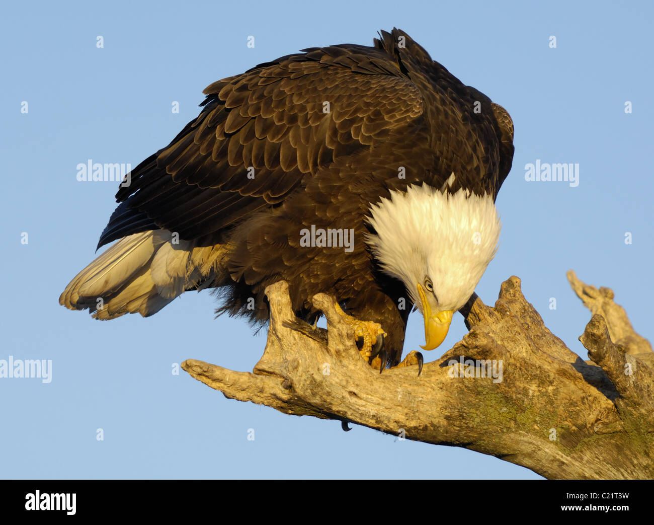 Aquila calva seduto sul tronco di albero presso la spiaggia di Kachemak Bay nei pressi di Omero a Homer Spit in Alaska a mangiare il pesce Foto Stock