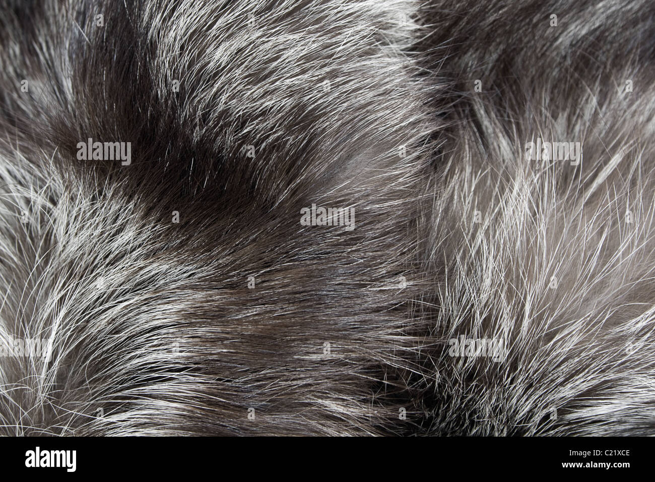 Sullo sfondo la pelliccia di volpe colore argento Foto Stock
