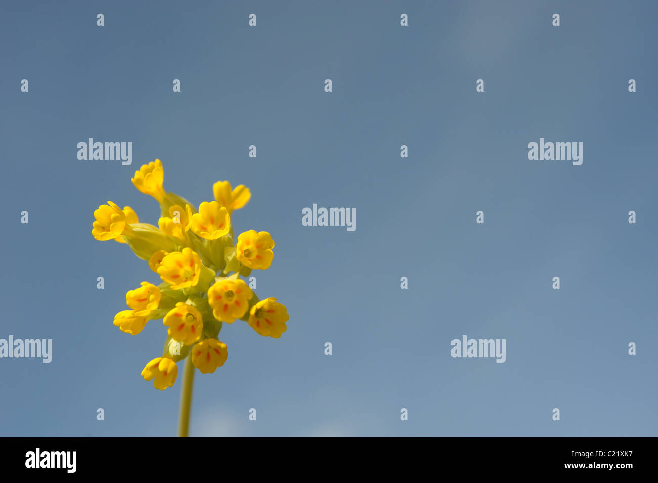 Un impianto di cowslip al sole su una collina nel South Downs National Park nel West Sussex, in Inghilterra Foto Stock