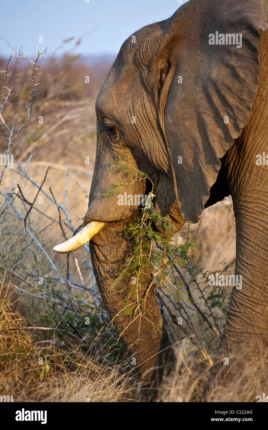 Lone Bull maschio di elefante africano Loxodonta africana mangiare erba e albero alla fine del giorno al crepuscolo Foto Stock