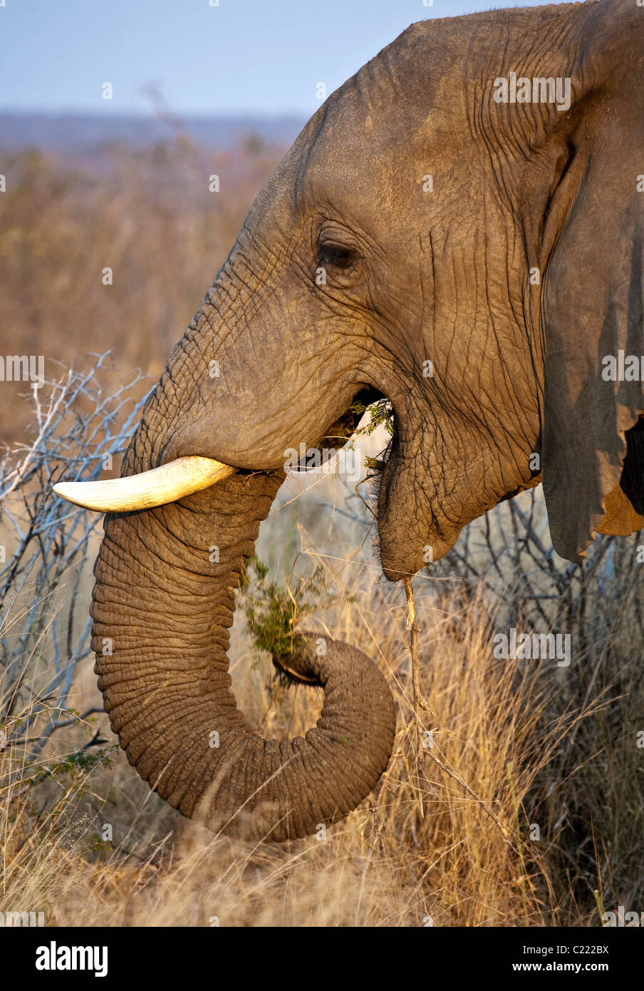 Lone Bull maschio di elefante africano Loxodonta africana mangiare erba e albero alla fine del giorno al crepuscolo Foto Stock