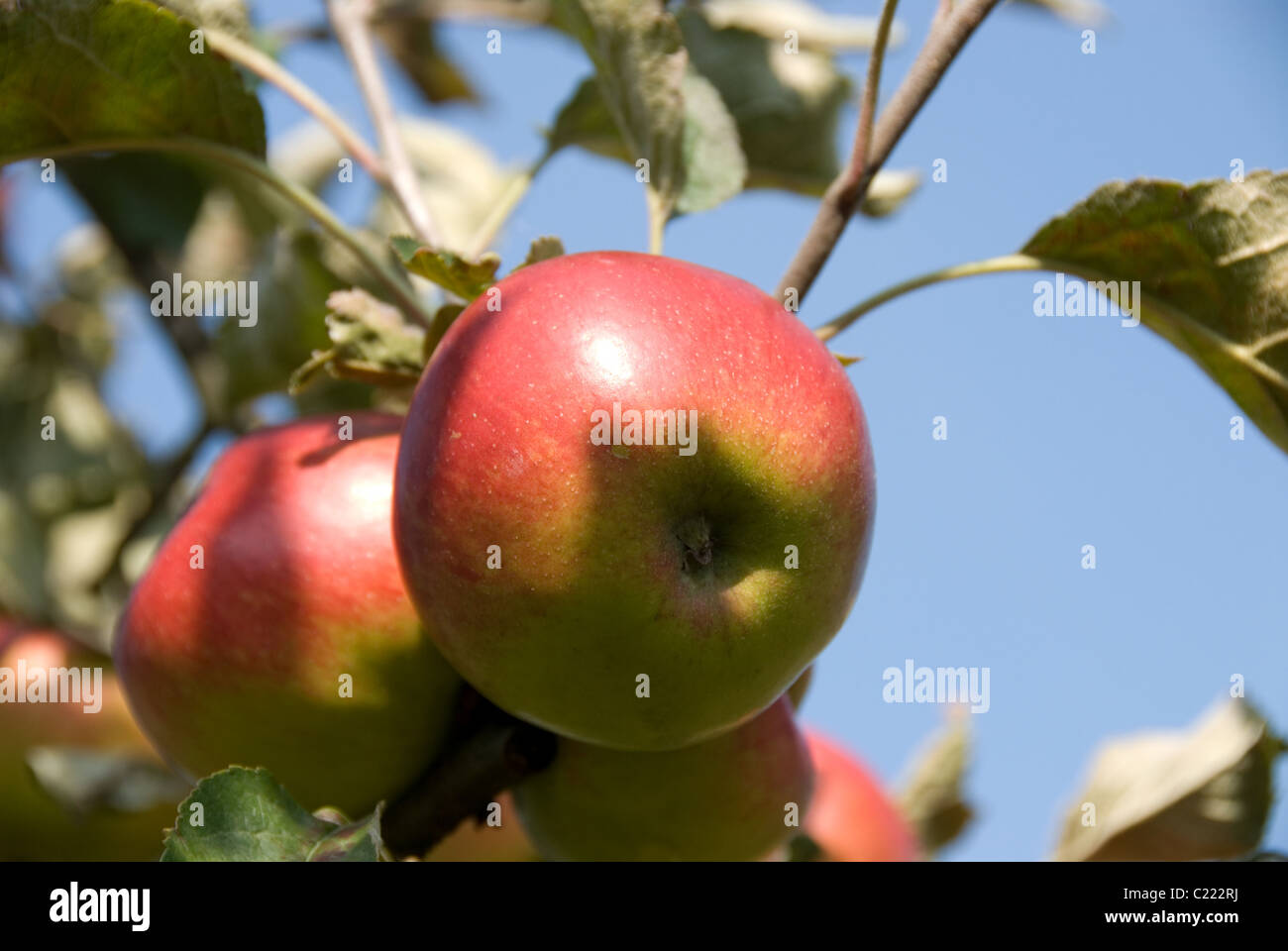 Inglese dessert apple "Bowden Piantina dell', che è indistinguibile da 'Jonathan' Foto Stock