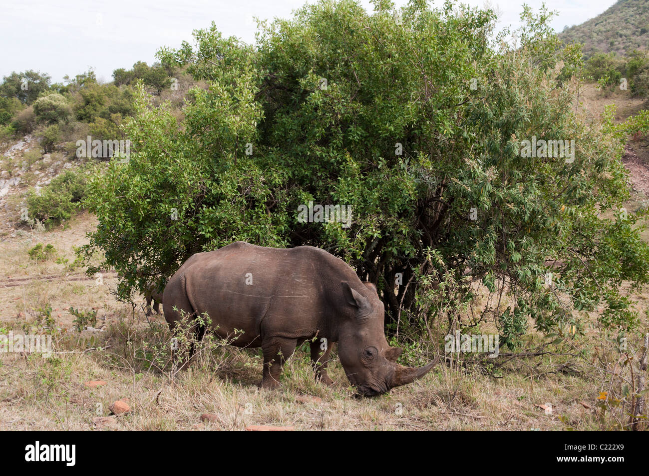 Rinoceronte bianco (Cerototherium simium), il Masai Mara, Kenya. Foto Stock