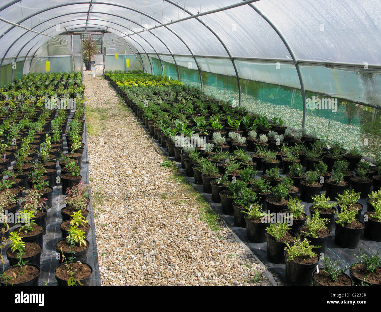 Polytunnels con piante e arbusti crescono Foto Stock