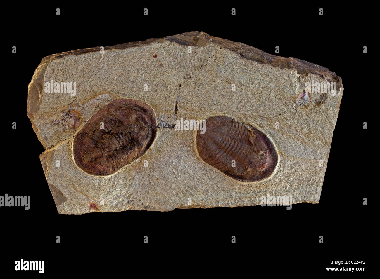 Fossile (trilobata Lanacus) - Marocco - Età - Ordovician - Zagora - Marocco Foto Stock