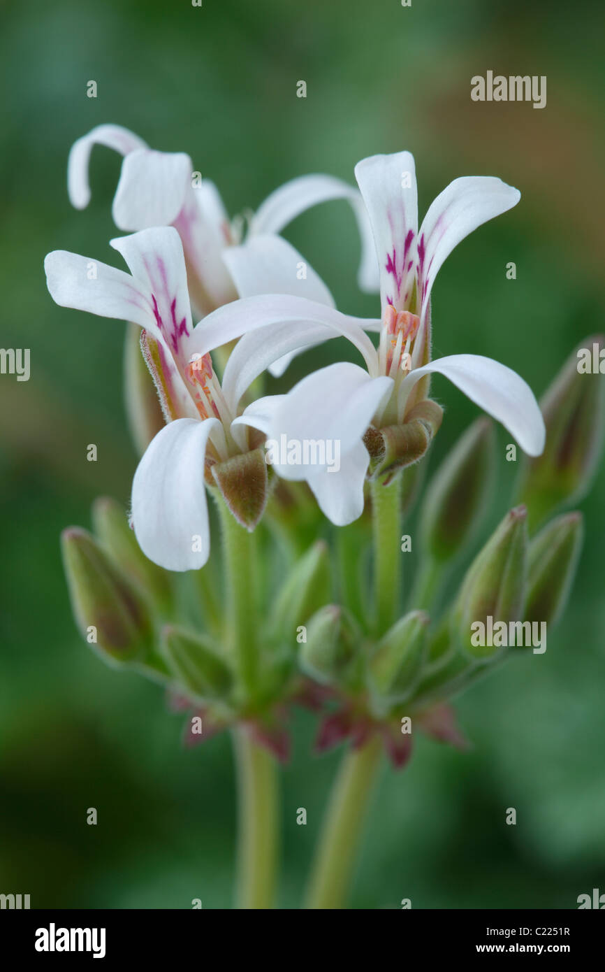 Pelargonium 'Ardwick cannella' Geranio profumato-lasciato Foto Stock