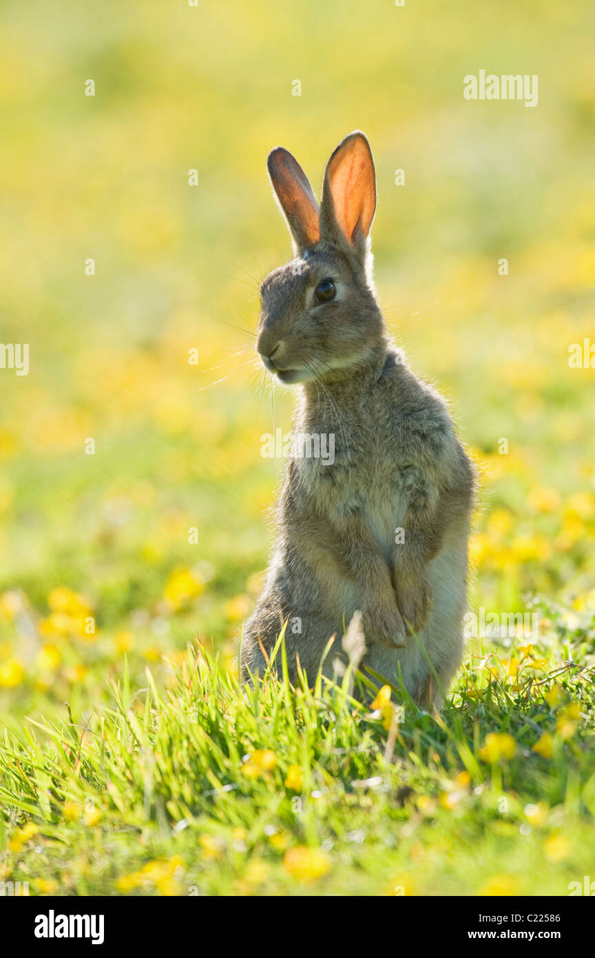 Coniglio (Oryctolagus cunniculus) North Downs, Kent, Regno Unito Foto Stock