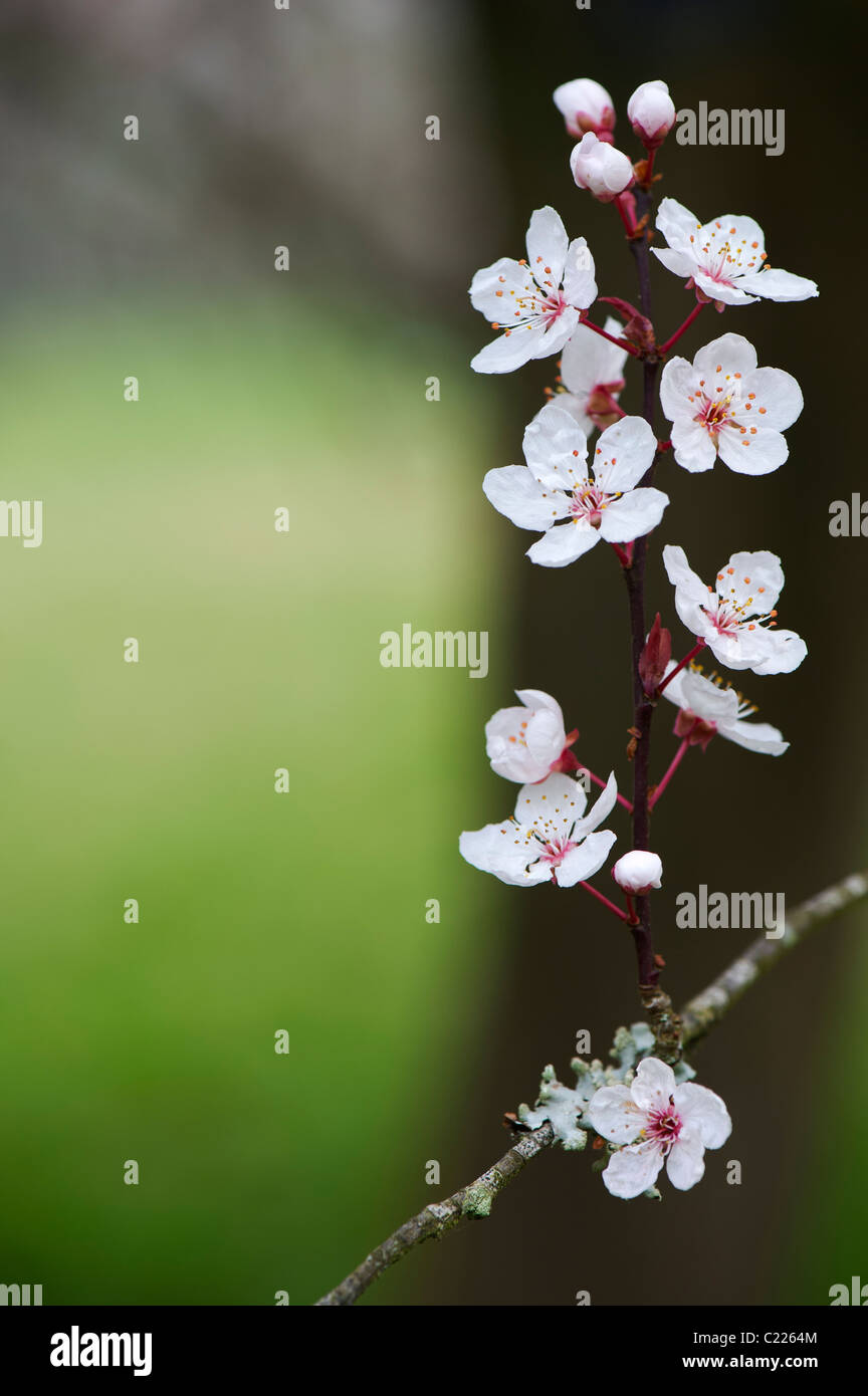 Prunus Cerasifera 'flash viola". Cherry Plum. Cherry Tree blossom Foto Stock
