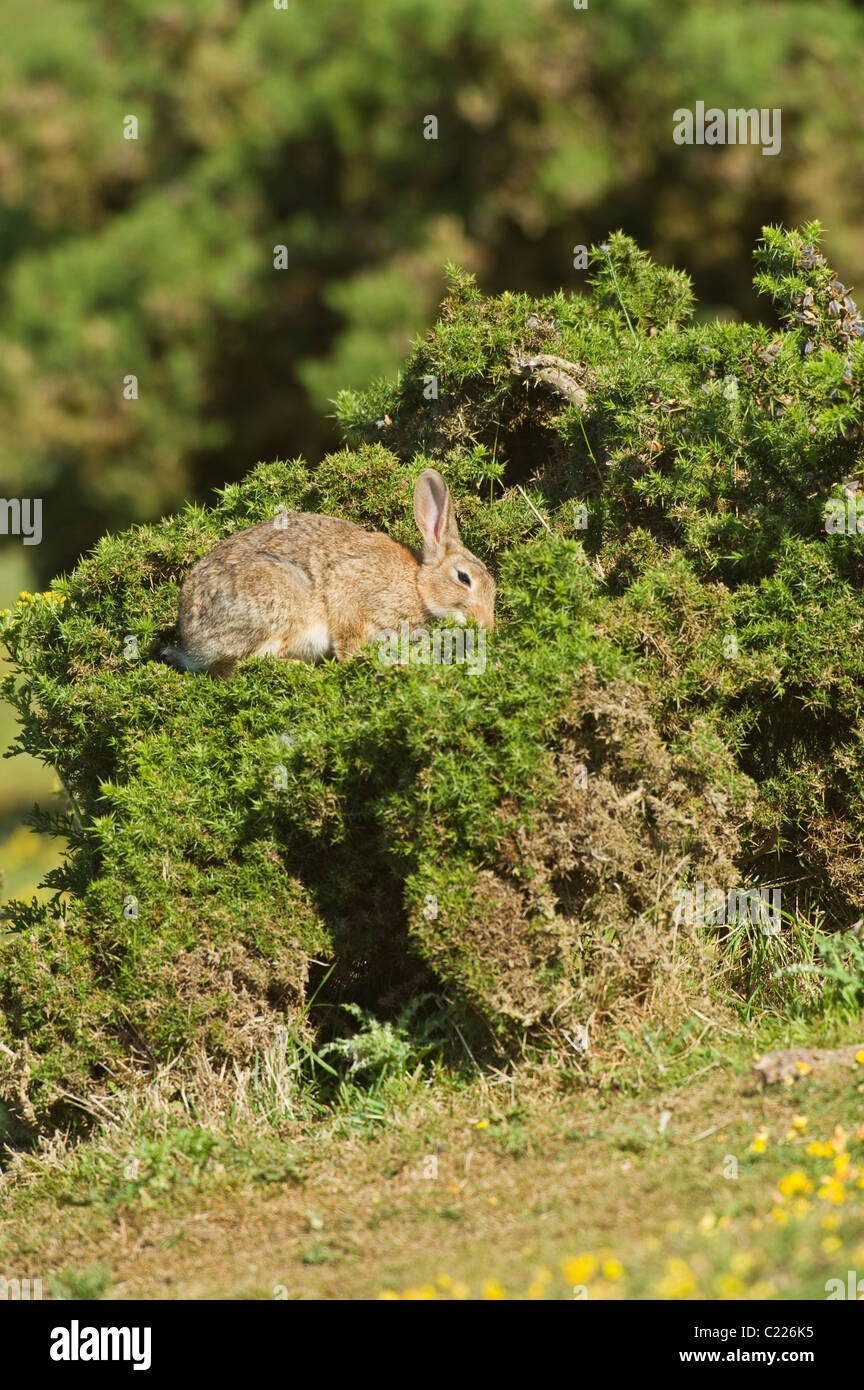 Coniglio (Oryctolagus cunniculus) North Downs, Kent, Regno Unito Foto Stock