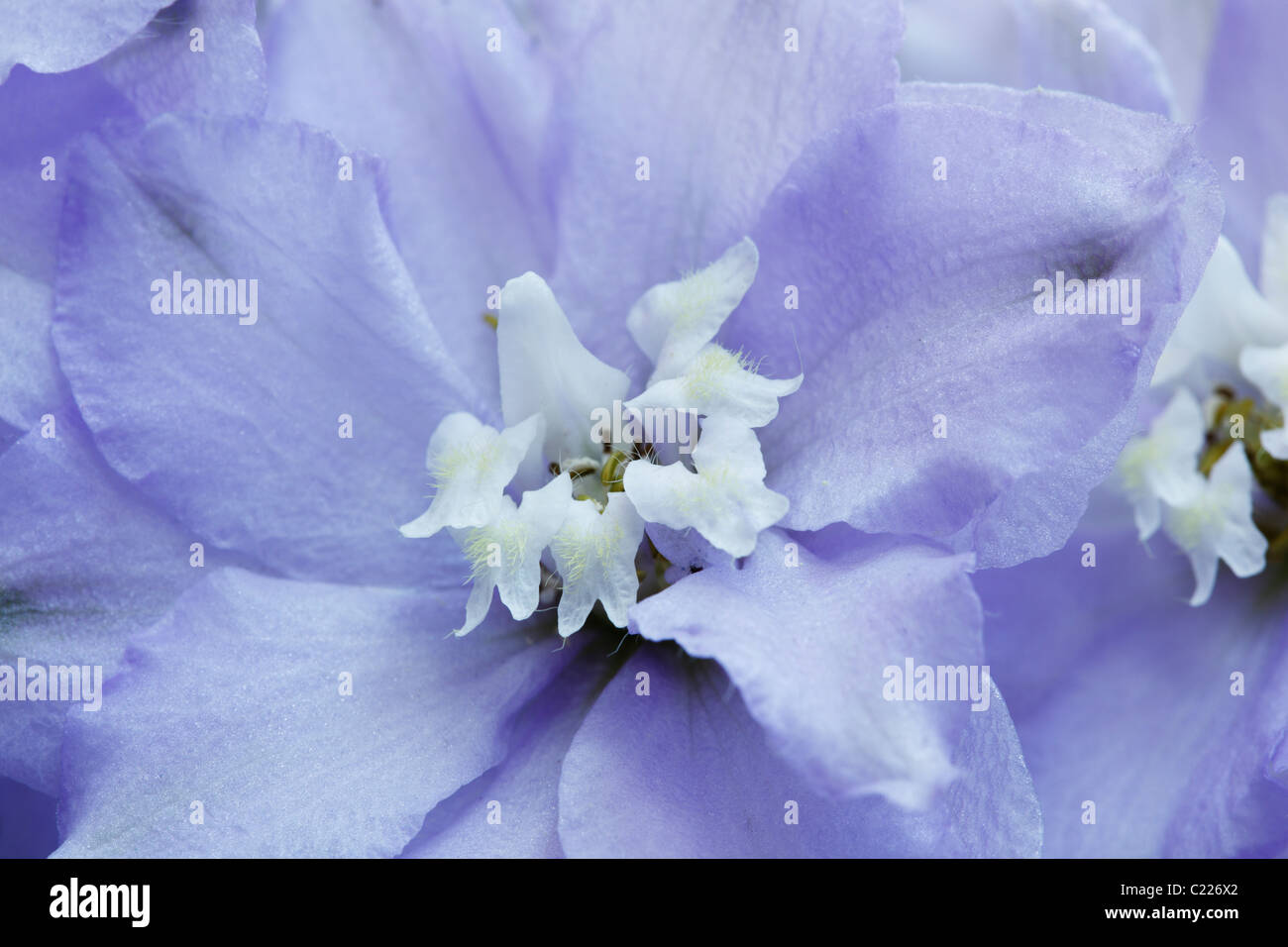 Delphinium cielo estivo di luglio di gruppo Foto Stock