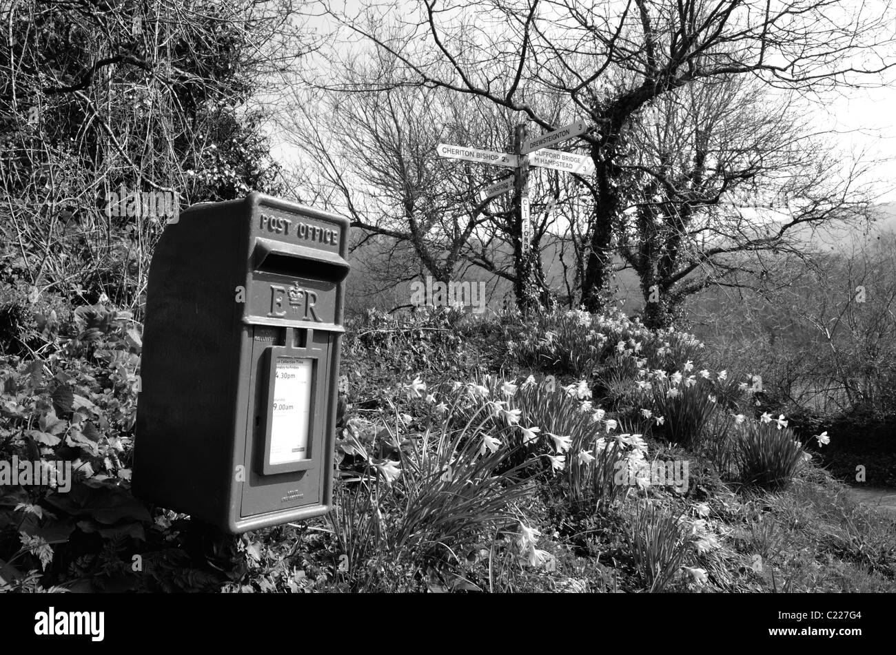 Casella postale e Narcisi a Clifford Croce, vicino Dunsford Devon UK Foto Stock