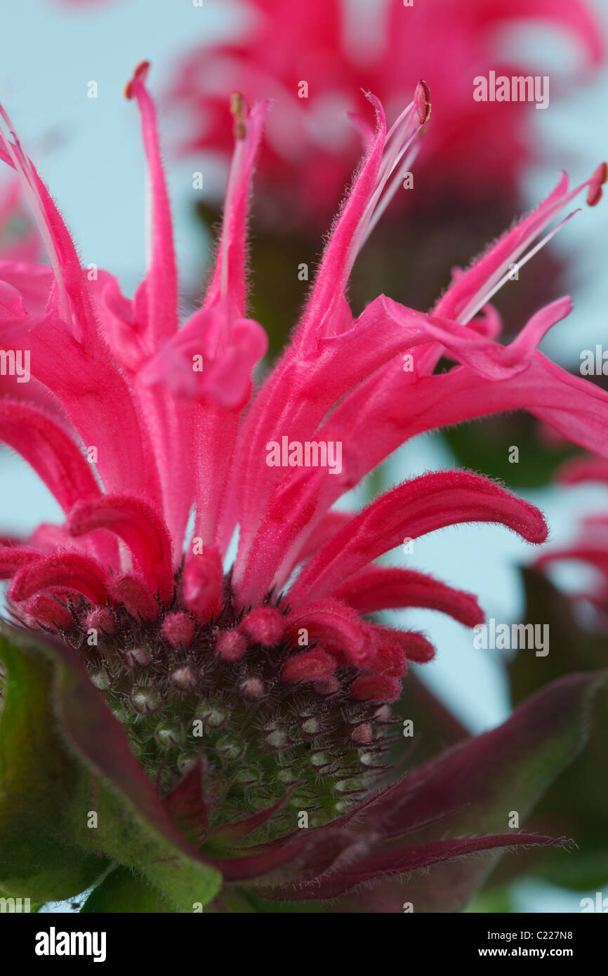 Monarda didyma "pizzo rosa' Bergamotto Luglio Foto Stock