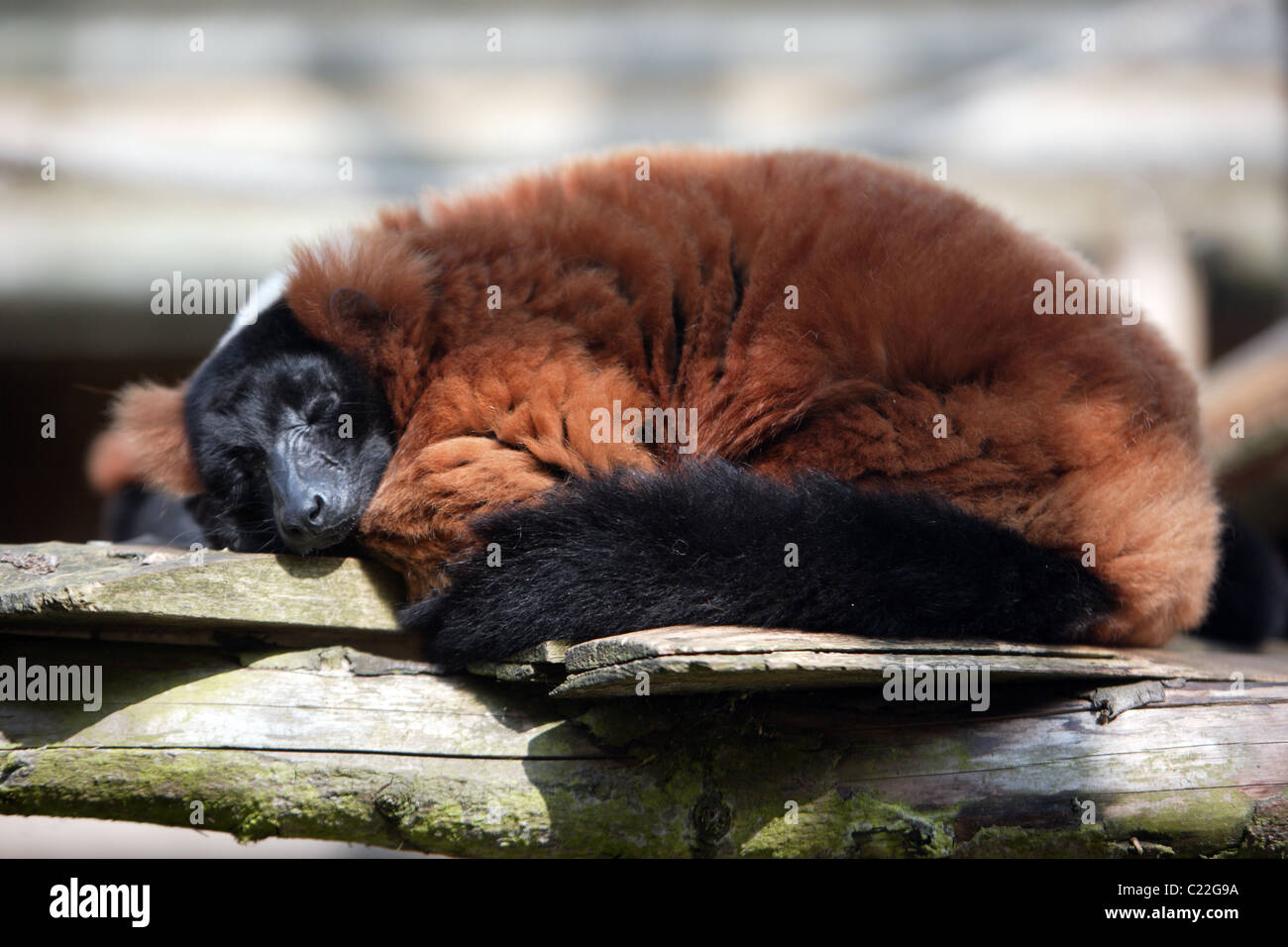 Lemur di sonno Foto Stock