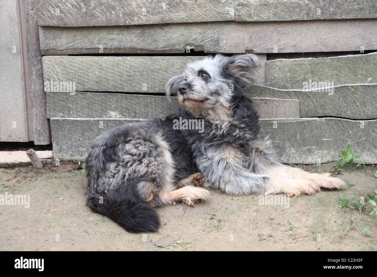 Nero, grigio e bianco cane davanti a un edificio a spiovente Foto Stock