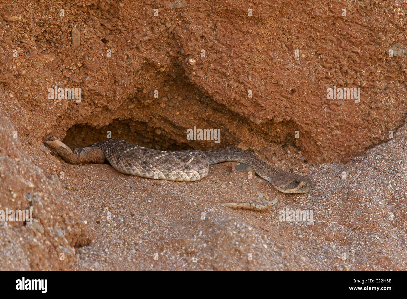 Western Diamond-backed Rattlesnake(s) (Crotalus atrox) - Arizona - USA - Deserto Sonoran - emergente dal letargo invernale sito Foto Stock
