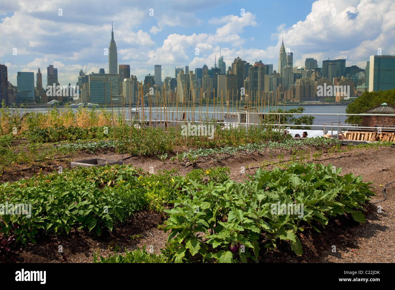 Eagle Street Rooftop Farm è un 6.000 sq ft sul tetto fattoria urbana a Greenpoint, Brooklyn Foto Stock