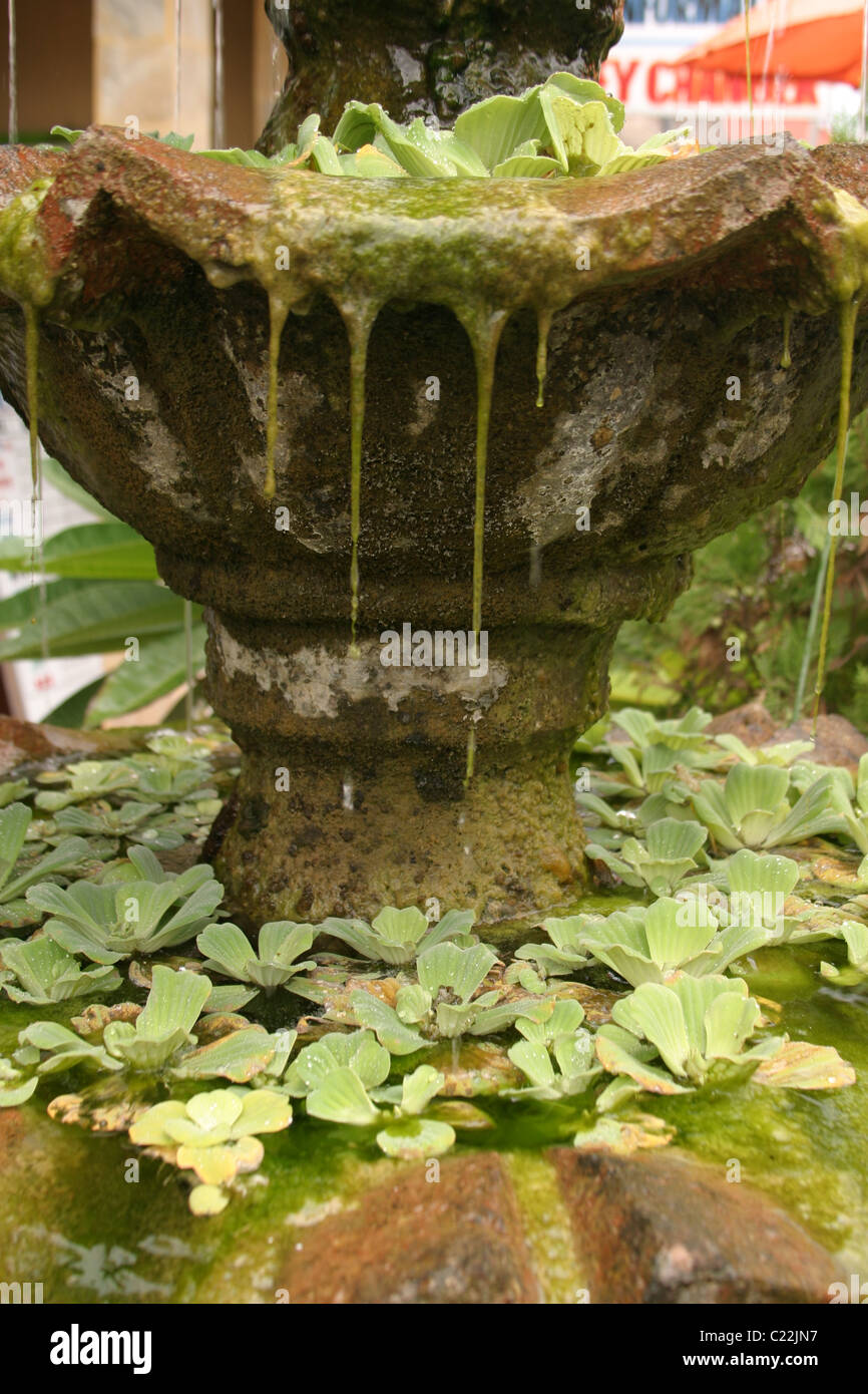 Fontana di acqua con moss appesa sopra il bordo. Foto Stock