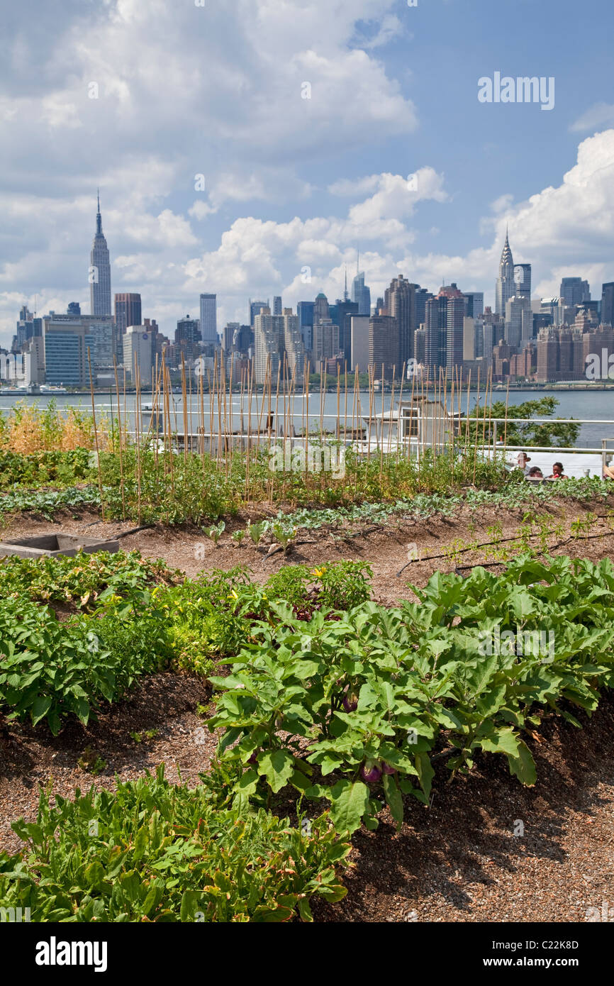 Eagle Street Rooftop Farm è un 6.000 sq ft sul tetto fattoria urbana a Greenpoint, Brooklyn Foto Stock