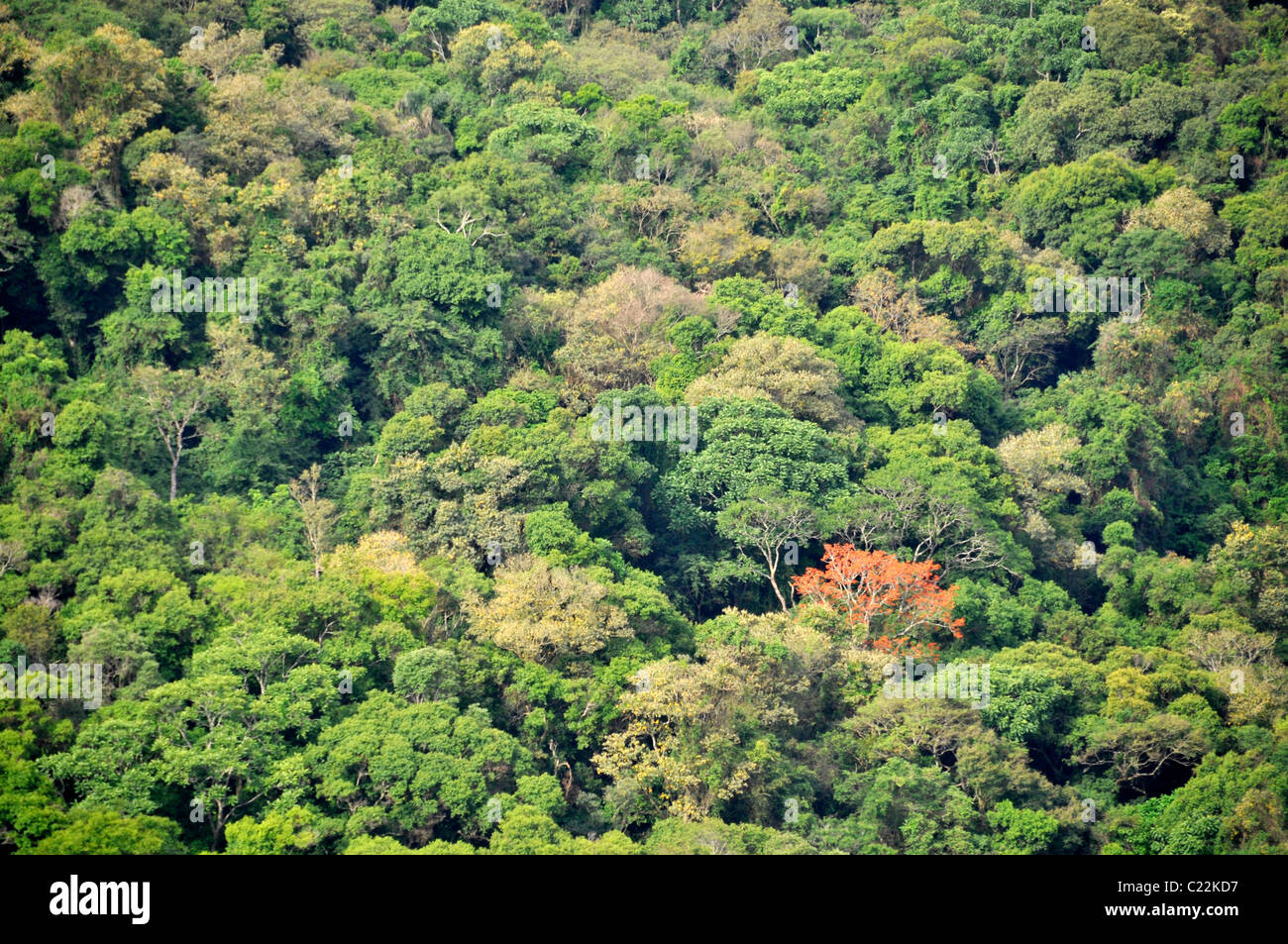 Bosco che circonda il canyon Guartela, Guartela parco statale, Parana, Brasile Foto Stock