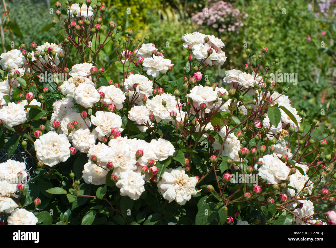 Rose Little White Pet, giardino murato Burton Agnese Hall Foto Stock