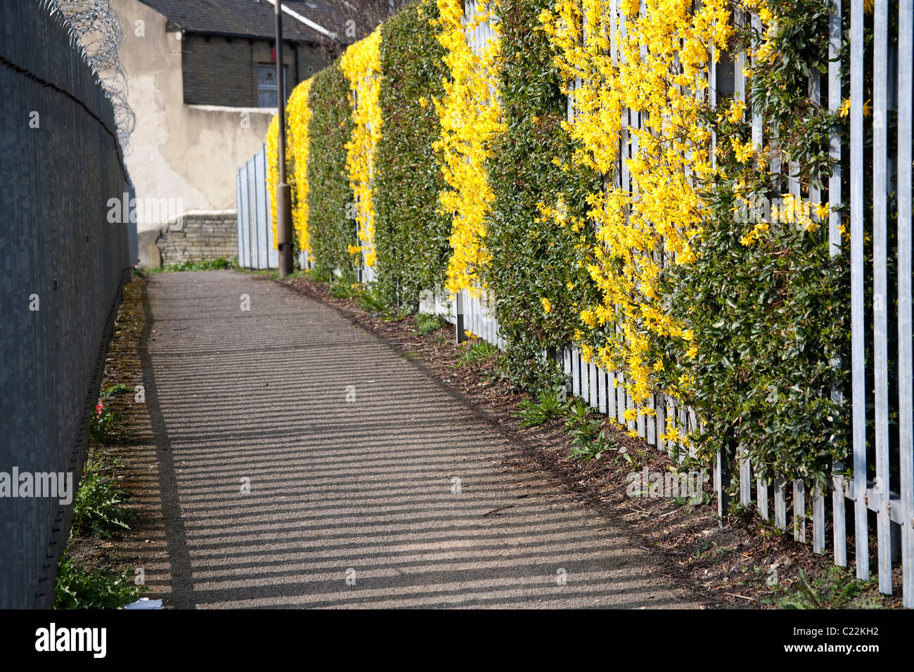 Fiori gialli e foglie verdi su una recinzione metallica in una strada laterale a Bradford in Inghilterra, Regno Unito Foto Stock
