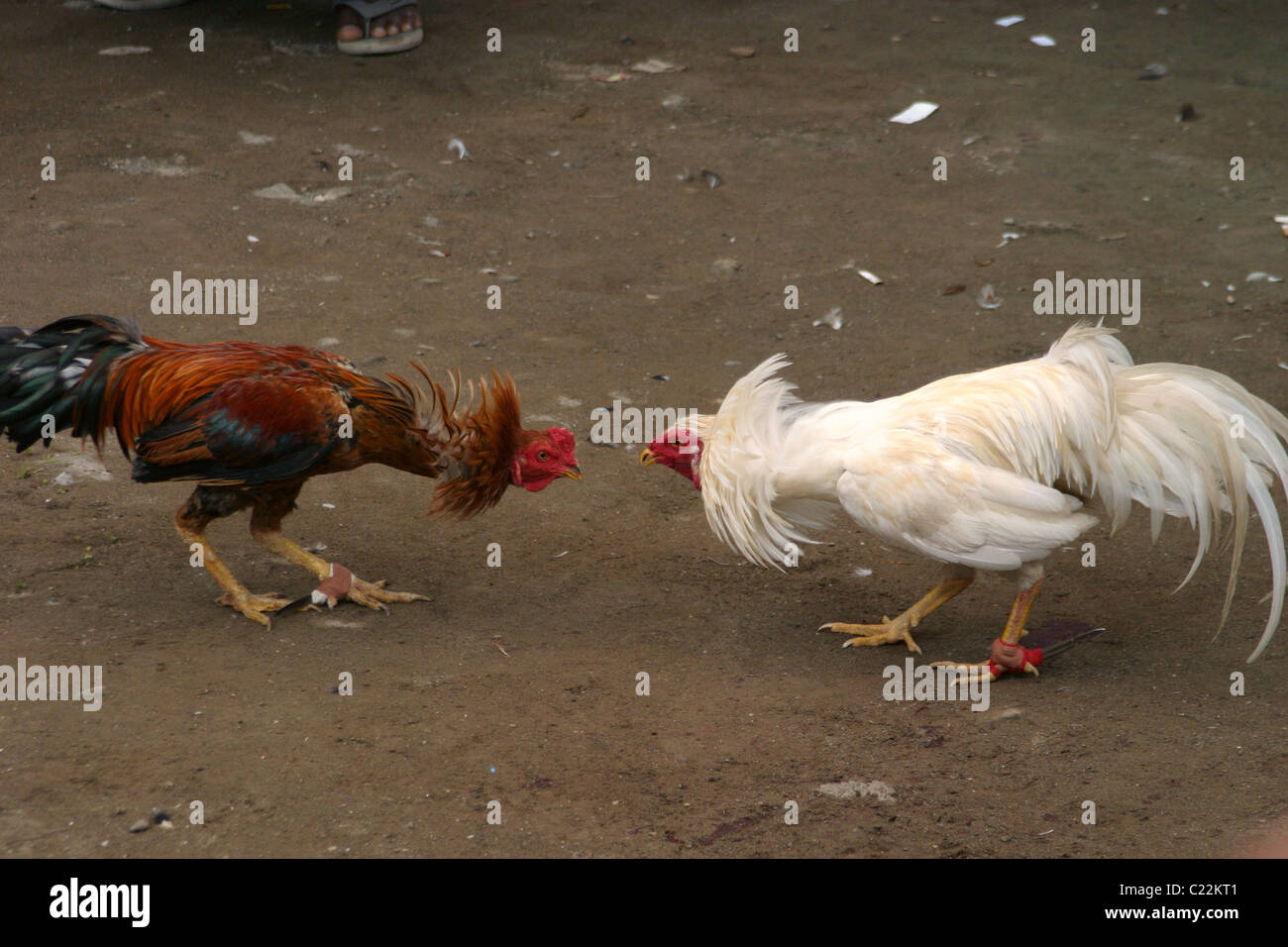 Due galli combattimenti durante un cockfight. Foto Stock