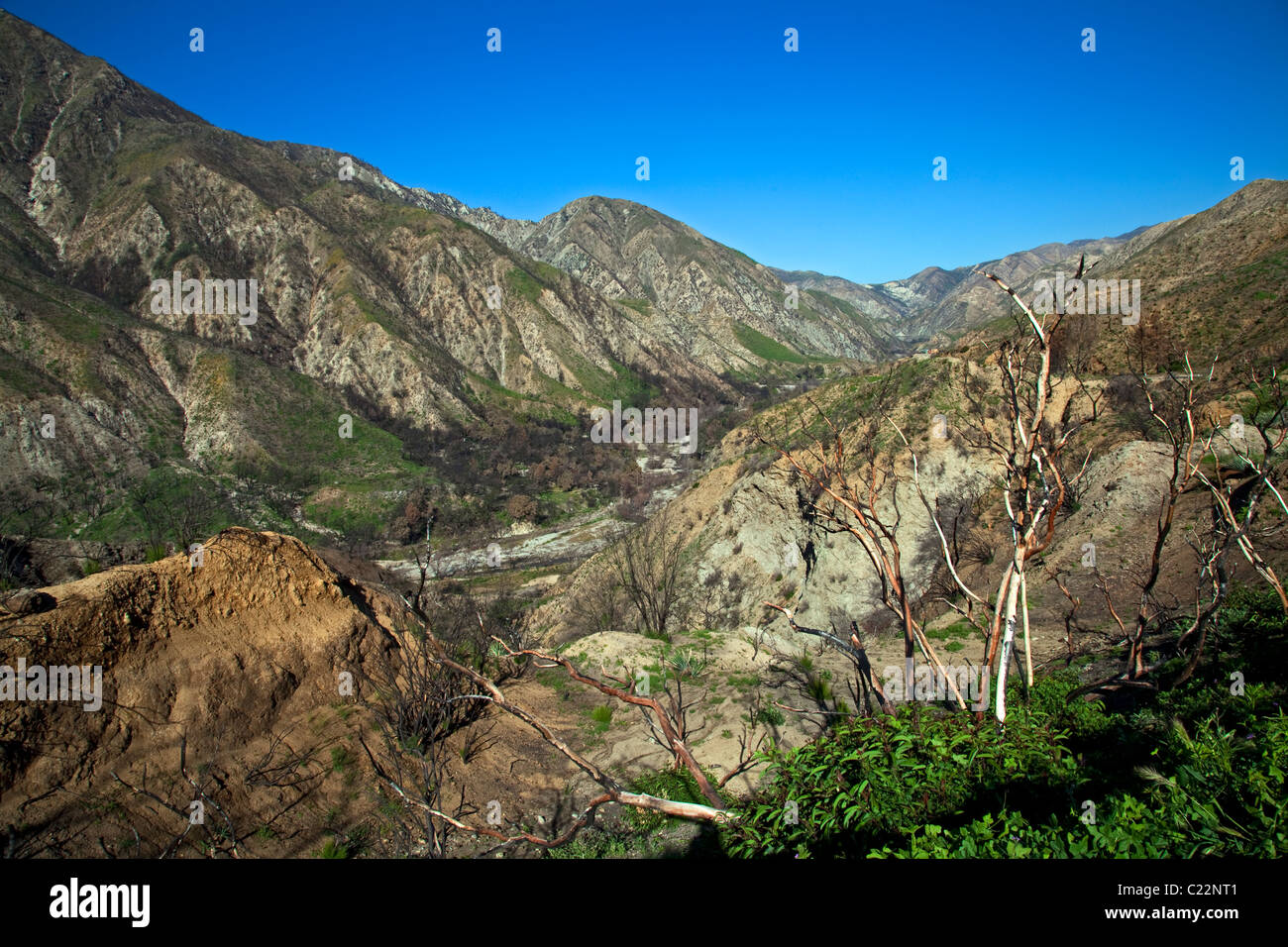 In aprile 2010, circa sei mesi dopo la stazione Fire, ri-crescita è inizia a comparire in alcune delle aree di masterizzazione del in Ang Foto Stock