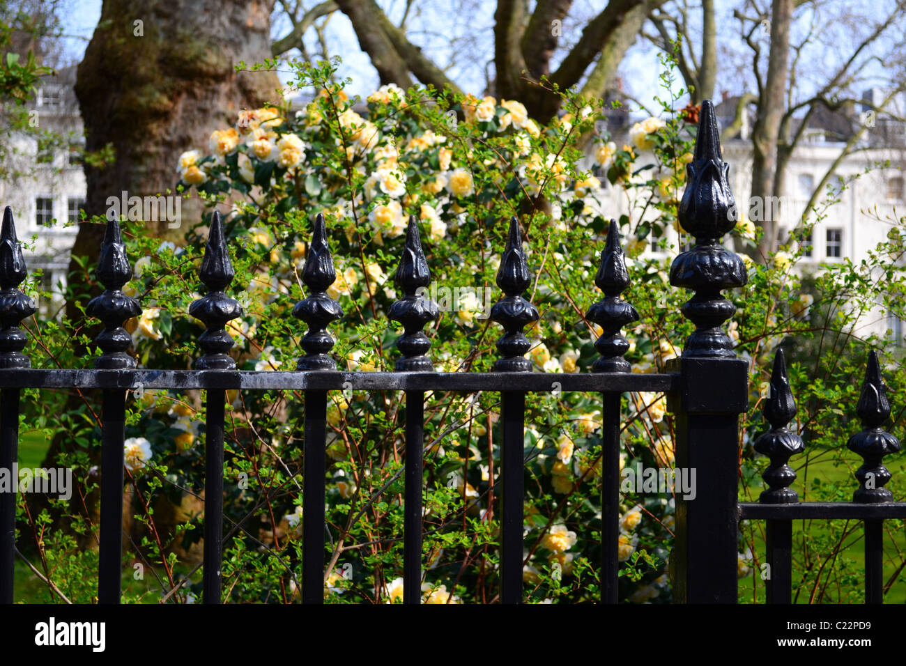 È primavera già in Ennismore Gardens, Knightsbridge, Londra, Regno Unito Foto Stock