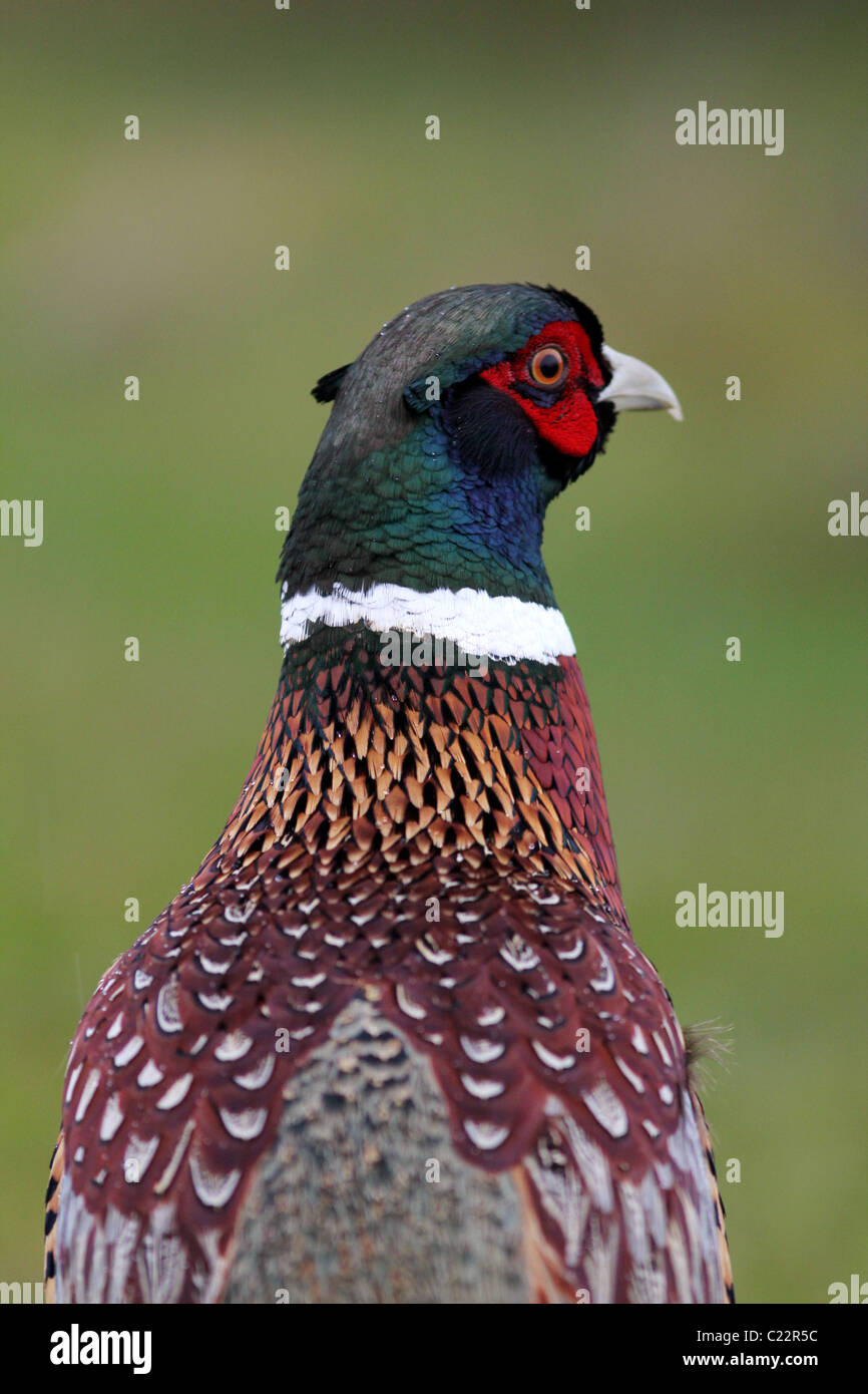Anello di fagiano a collo alto Palo Alto Baylands Park California Foto Stock