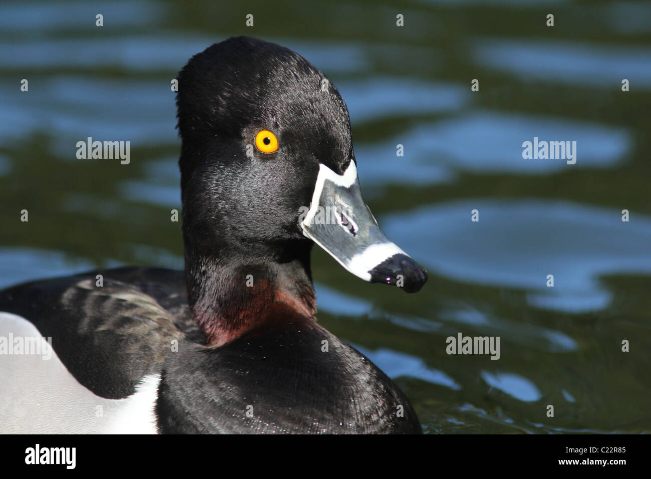 Anello di anatra a collo alto Palo Alto Baylands Park California Foto Stock