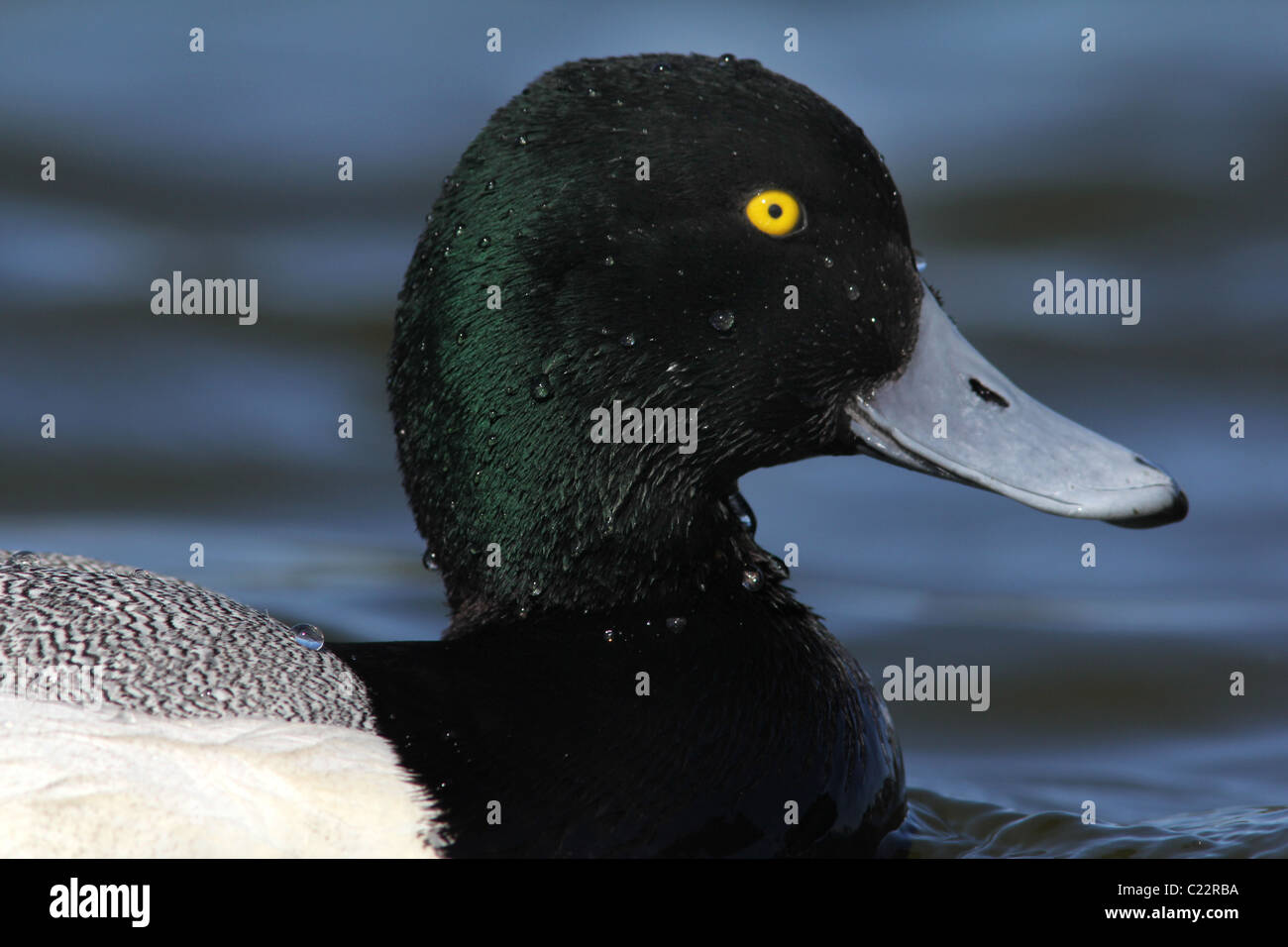 Lesser scaup duck Palo Alto Baylands Park California Foto Stock