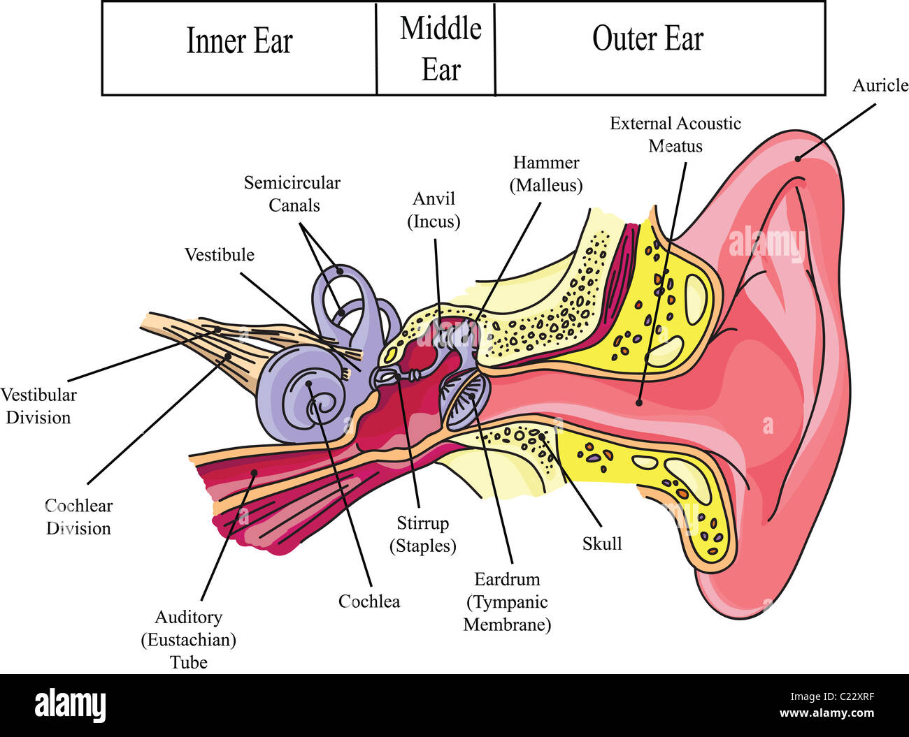 Struttura di un orecchio umano illustrazione Foto Stock