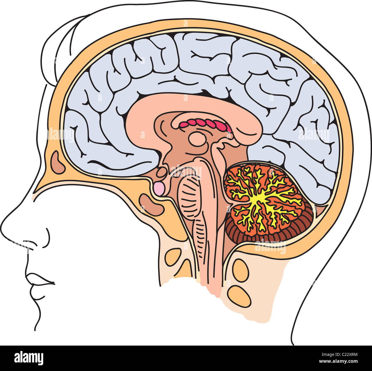 Struttura del cervello umano illustrazione Foto Stock