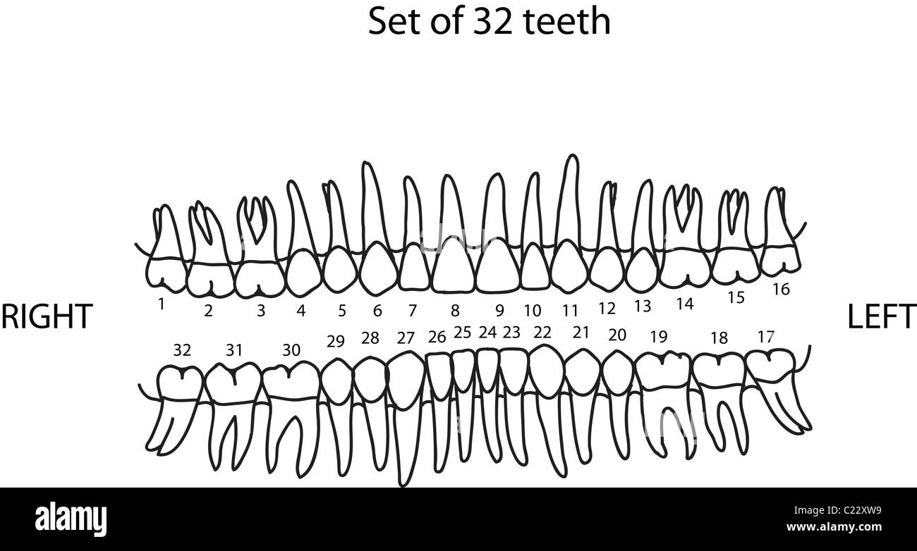 Struttura dei denti umani illustrazione Foto Stock