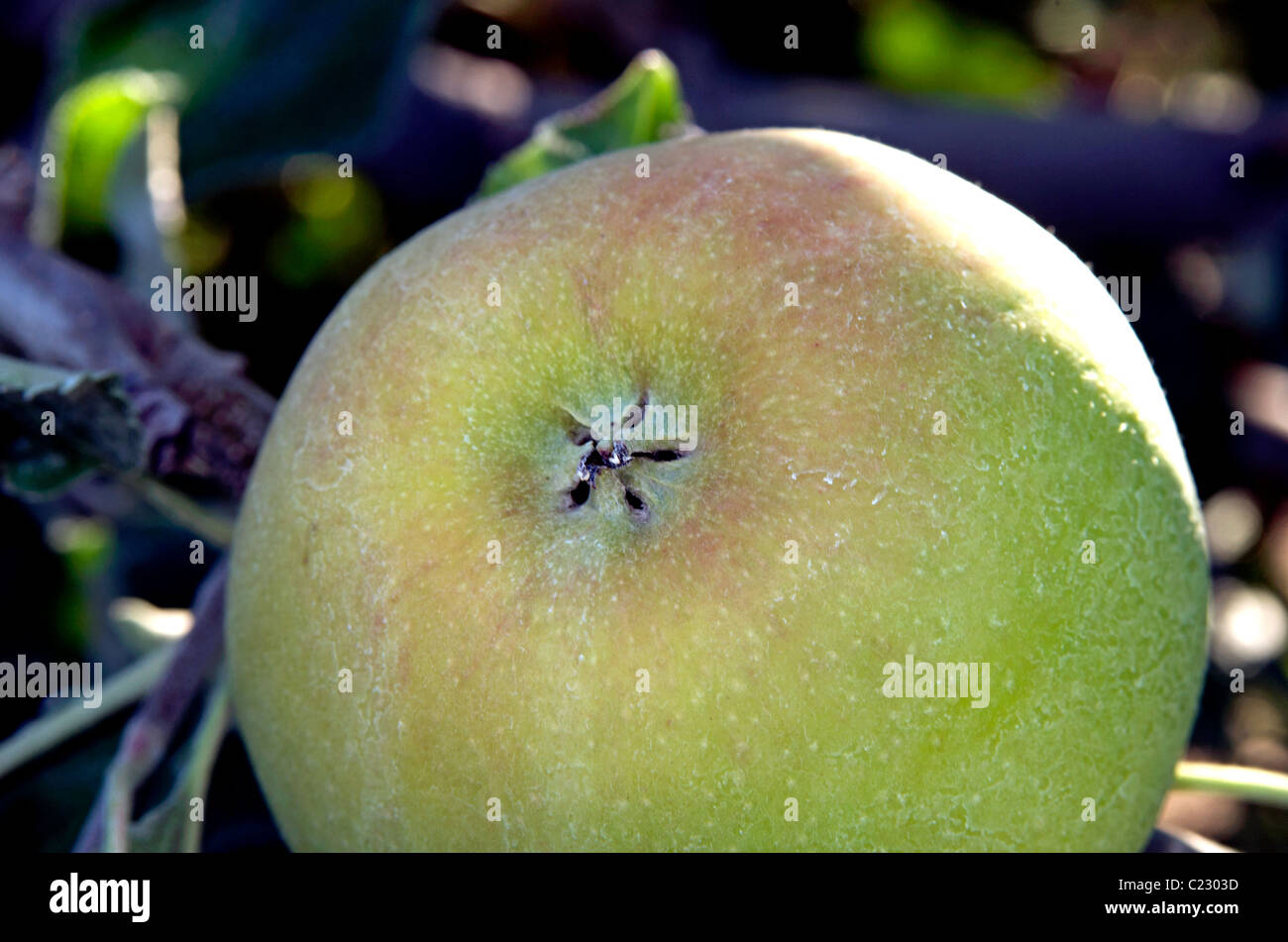 Apple su Tree - close up Foto Stock