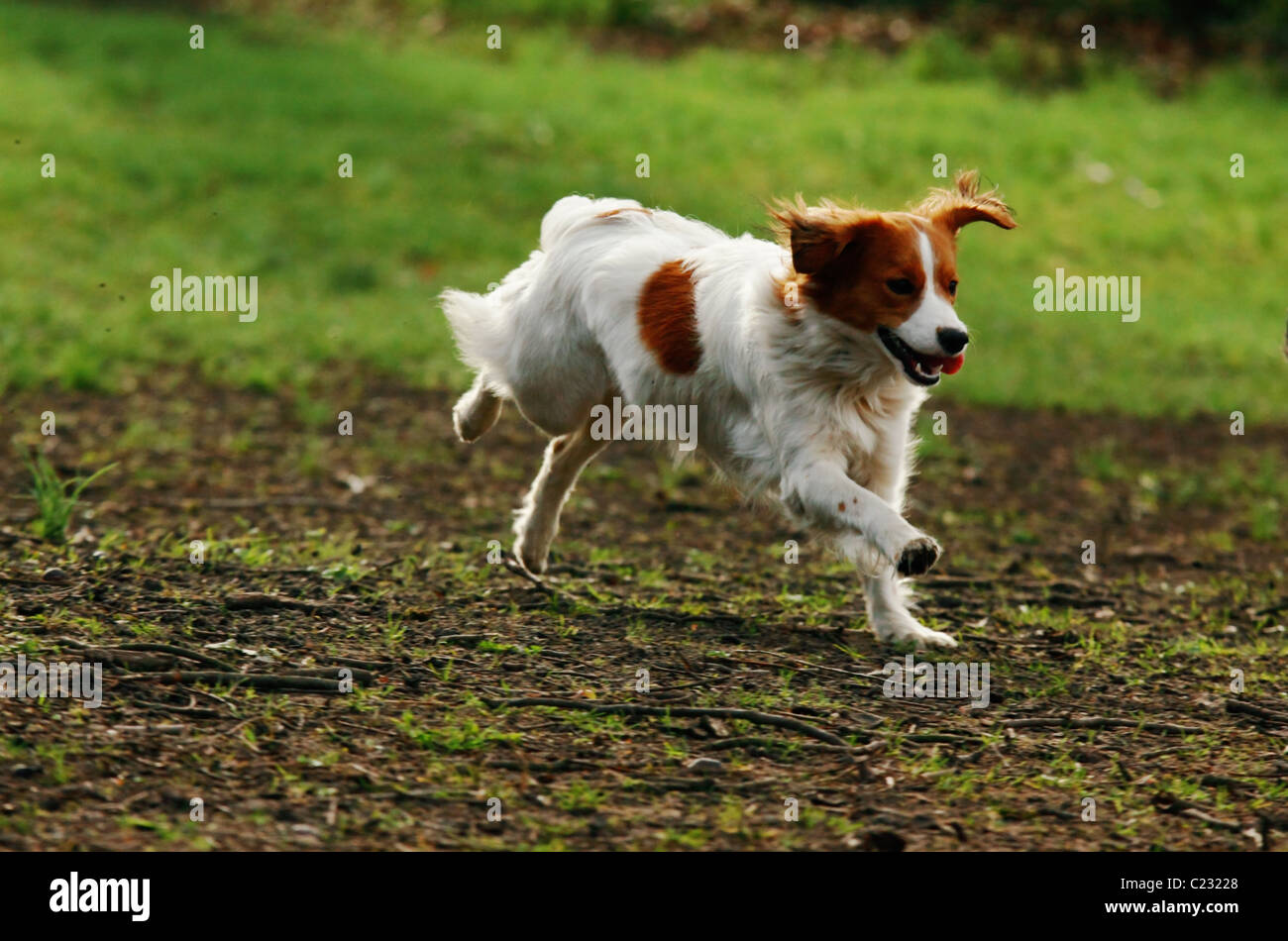 Esecuzione di cane nel parco Foto Stock