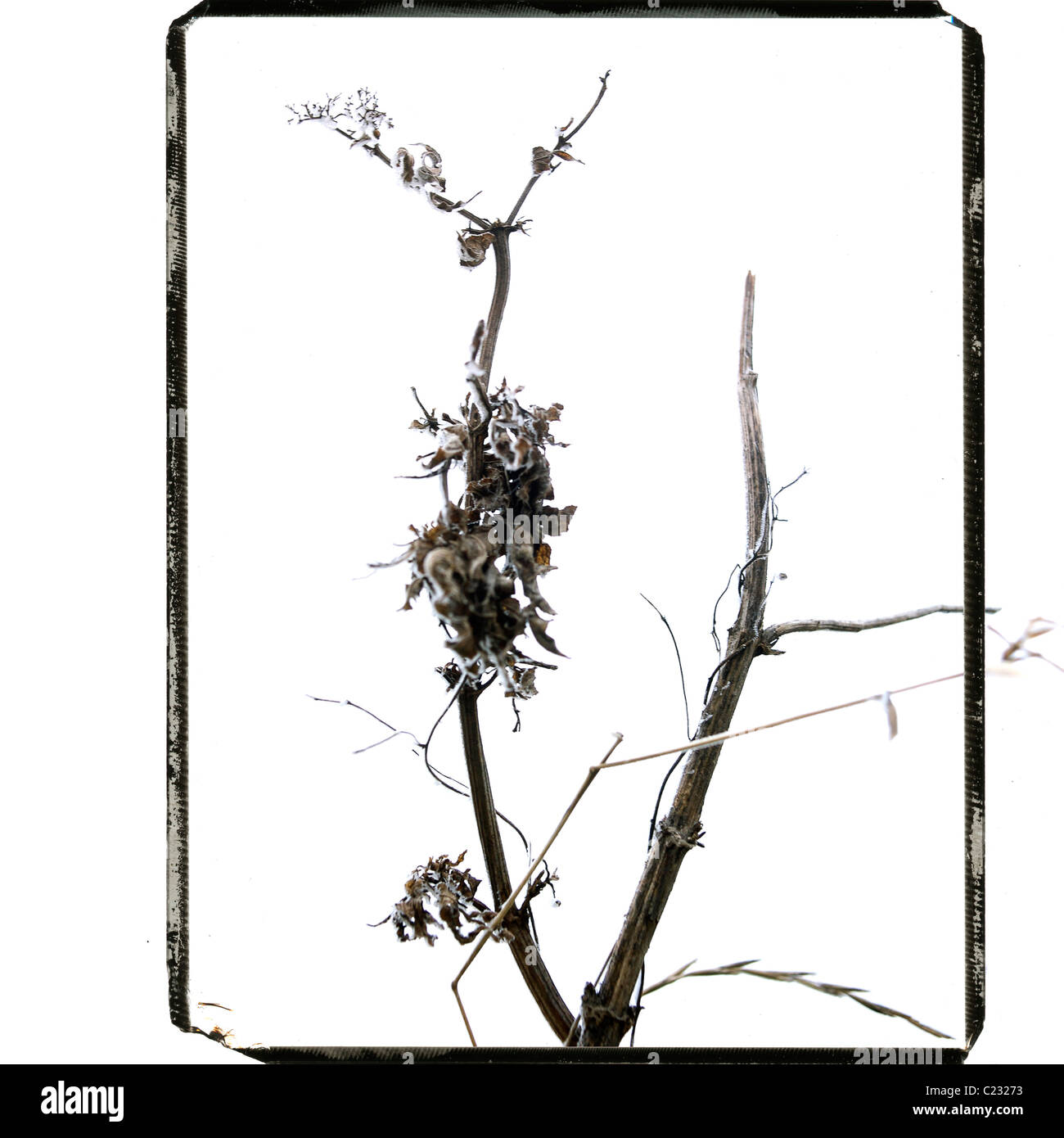 Campione di piante essiccate che presenta dettagli naturali complessi su uno sfondo minimalista Foto Stock