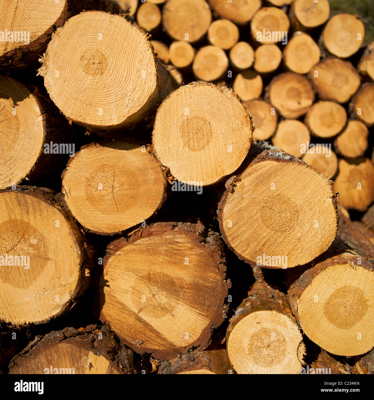 Tronchi di legno impilati ordinatamente in un bosco, che mostrano la loro consistenza naturale e gli anelli Foto Stock