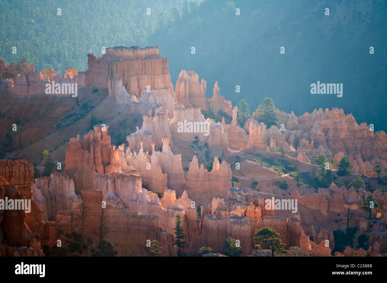 Retroilluminato Hoodoos di arenaria e Douglas abeti di sunrise nel Bryce Canyon anfiteatro USA Utah Foto Stock