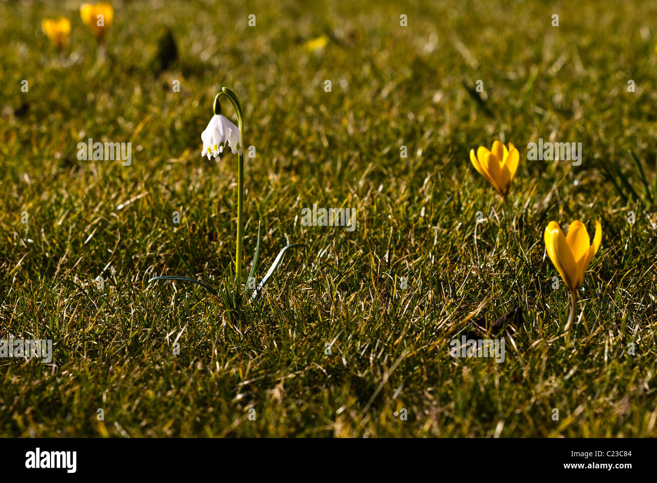 Un singolo Dorthea lily (snowdrop) e crochi in erba Foto Stock