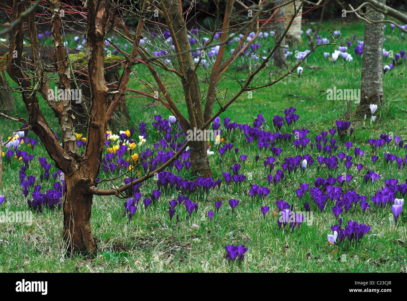 Grossi grumi di crocus piantato tra gli alberi su un prato REGNO UNITO Foto Stock