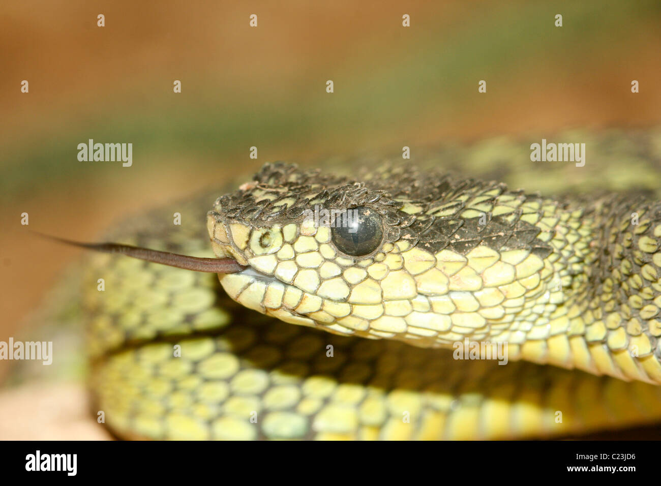 La testa di un grandi laghi Bush Viper ( Atheris nitschei ) Foto Stock