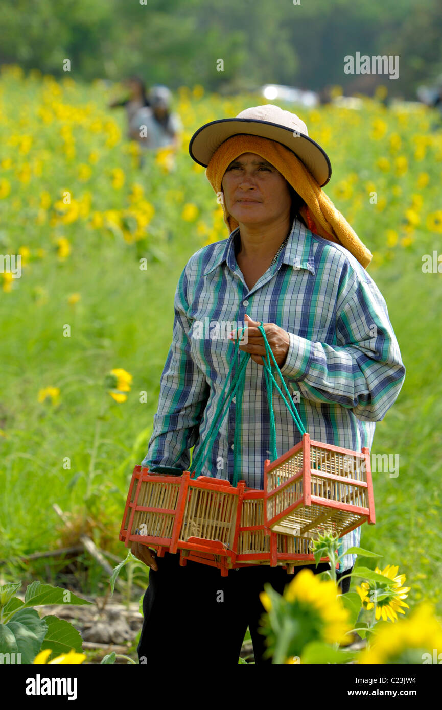 Signora tailandese la vendita di uccelli da gabbia per rendere merito, i campi di girasole di lopburi e saraburi, Tailandia centrale Foto Stock