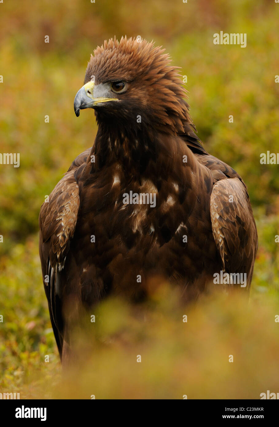 Golden Eagle, nel mezzo di autunno vegetazione colorata in mostra il suo fiero o angriness mettendo la corona di piume Foto Stock