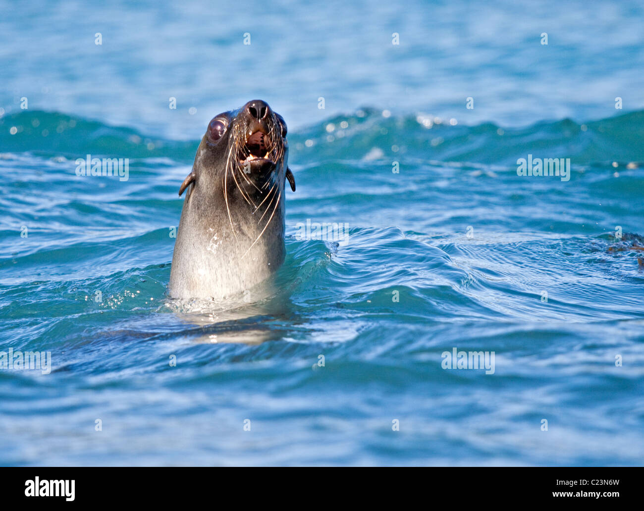 Antartico pelliccia sigillo (arctocephalus gazella) nuoto, Cooper Bay, Georgia del Sud Foto Stock