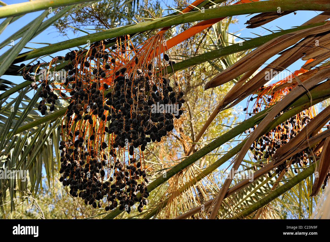 Data di albero in un giardino nell'oasi di Siwa, Western Desert, Egitto Foto Stock