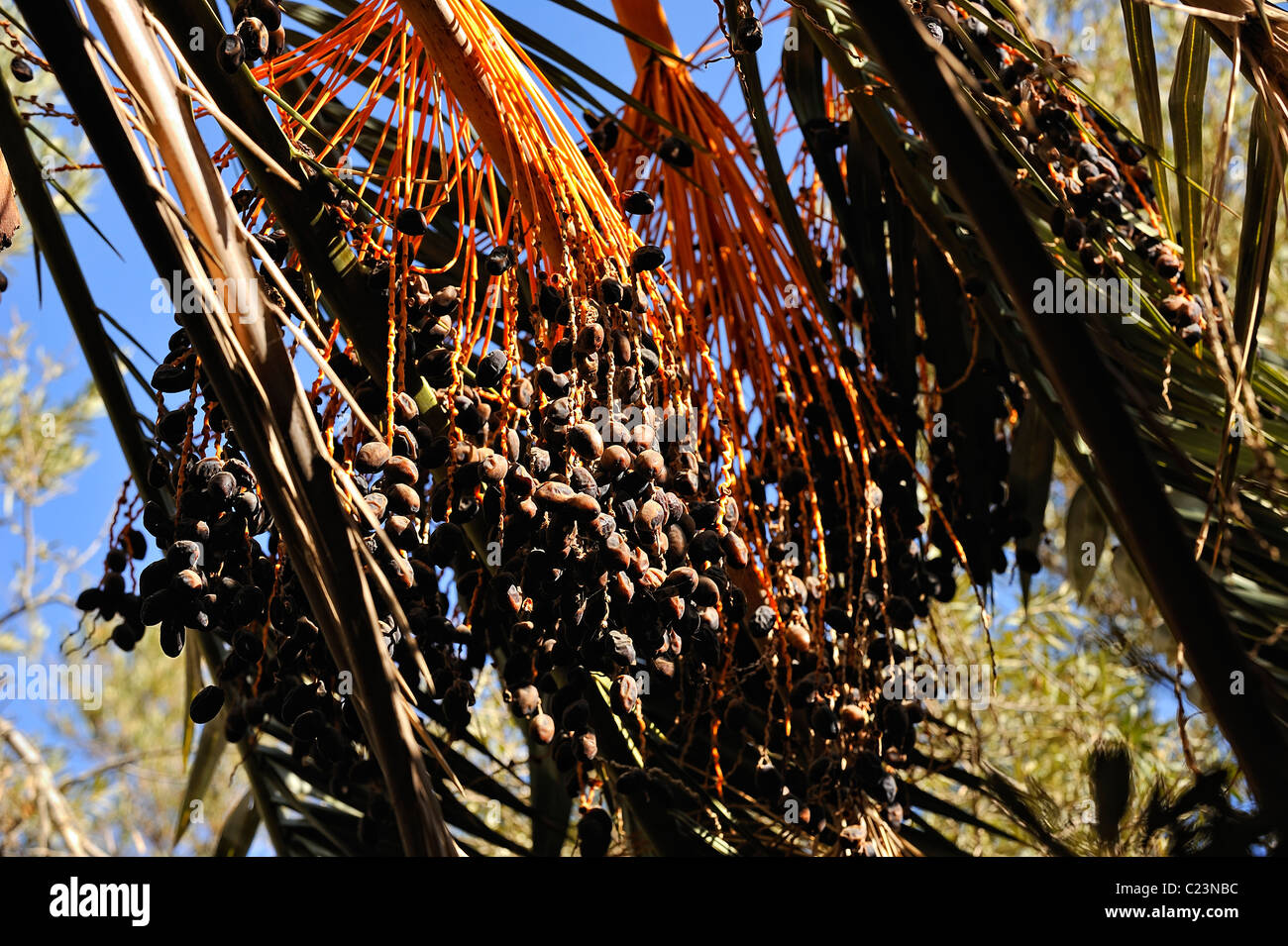 Data di albero in un giardino nell'oasi di Siwa, Western Desert, Egitto Foto Stock
