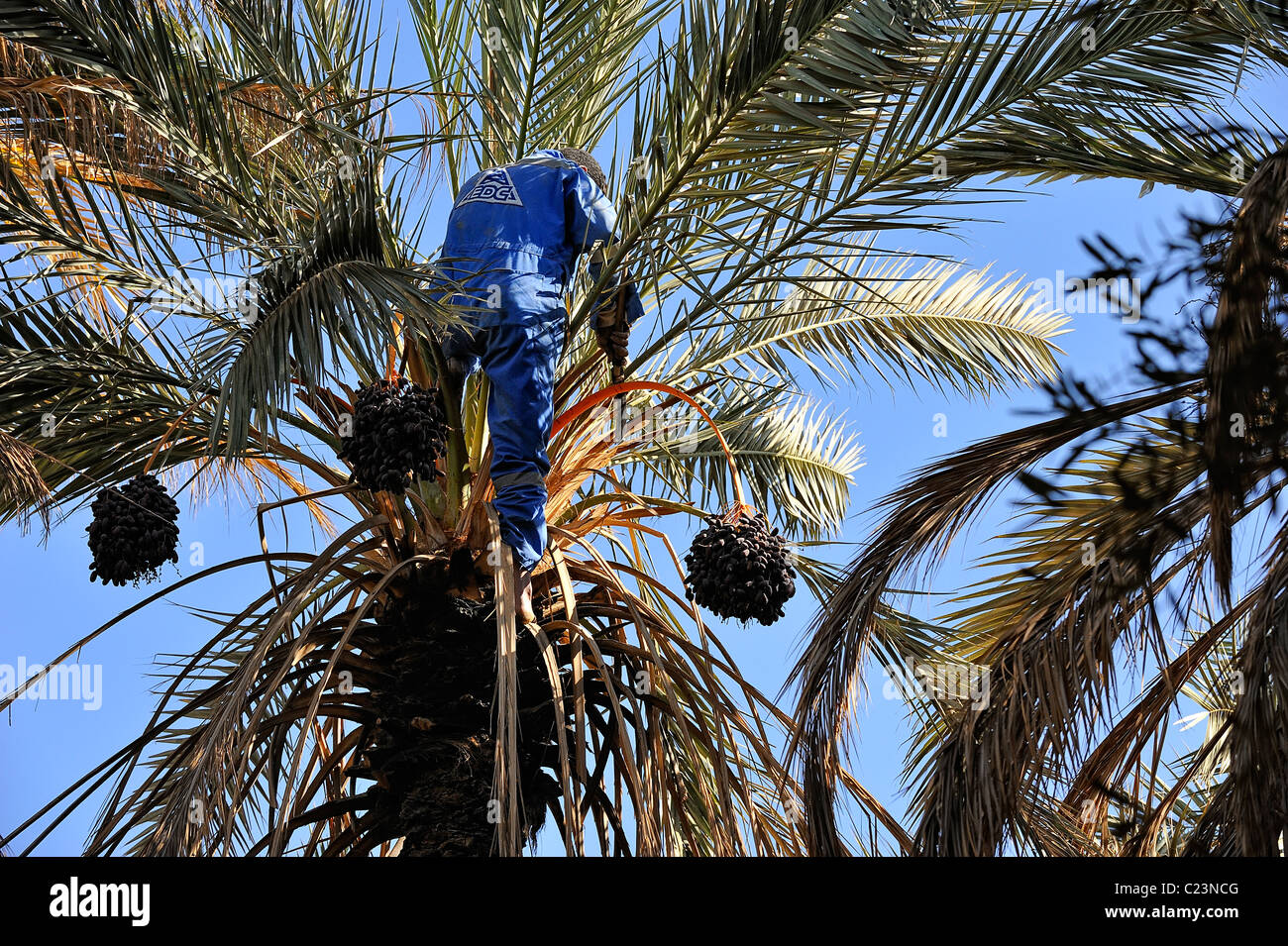L'uomo le date di raccolta con un machete in una data palm in un giardino nell'oasi di Siwa, Western Desert, Egitto Foto Stock